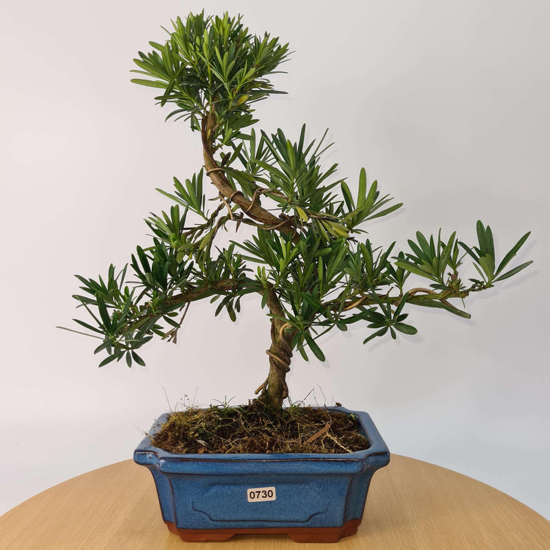 Buddhist Pine (Podocarpus Micro) Bonsai Tree | Shaped Style | Height 35-45cm | In 20cm Pot