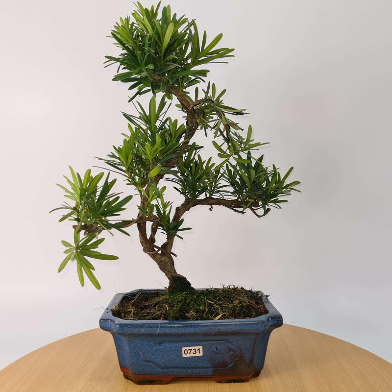 Buddhist Pine (Podocarpus Micro) Bonsai Tree | Shaped Style | Height 35-45cm | In 20cm Pot