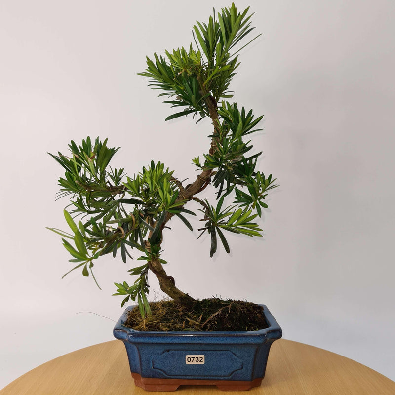 Buddhist Pine (Podocarpus Micro) Bonsai Tree | Shaped Style | Height 35-45cm | In 20cm Pot