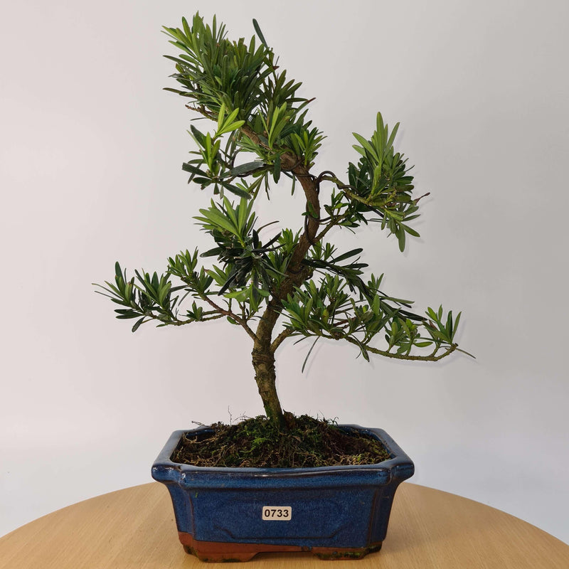 Buddhist Pine (Podocarpus Micro) Bonsai Tree | Shaped Style | Height 35-45cm | In 20cm Pot