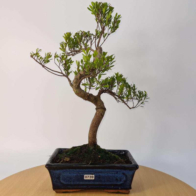 Brush Cherry (Syzygium) Bonsai Tree | Shaped | In 20cm Pot