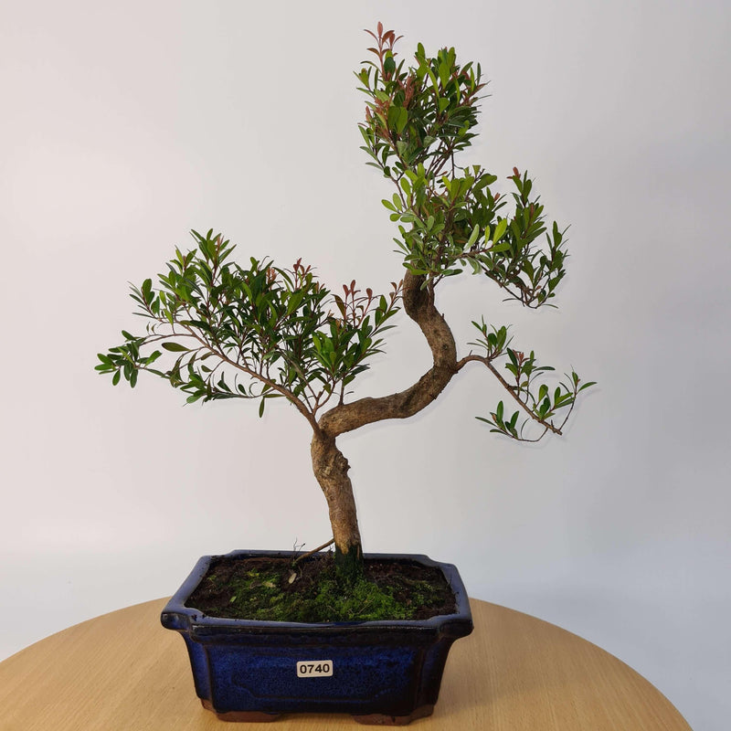 Brush Cherry (Syzygium) Bonsai Tree | Shaped | In 20cm Pot