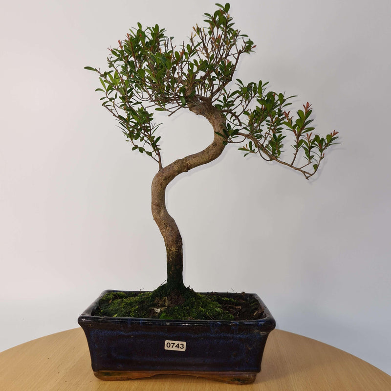 Brush Cherry (Syzygium) Bonsai Tree | Shaped | In 20cm Pot