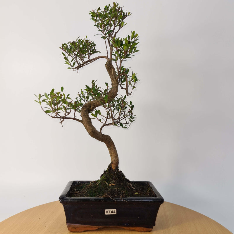Brush Cherry (Syzygium) Bonsai Tree | Shaped | In 20cm Pot