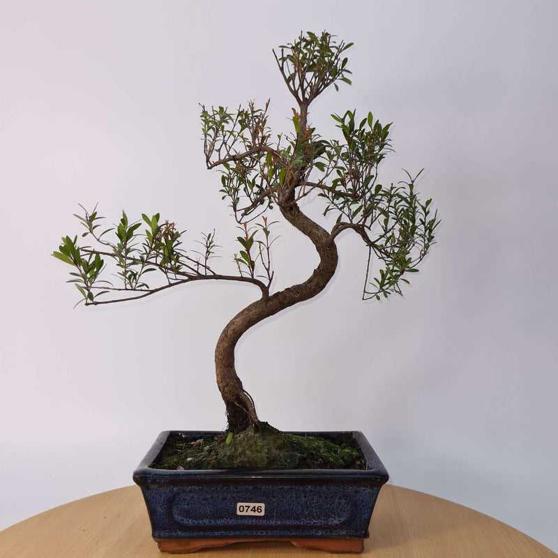 Brush Cherry (Syzygium) Bonsai Tree | Shaped | In 20cm Pot