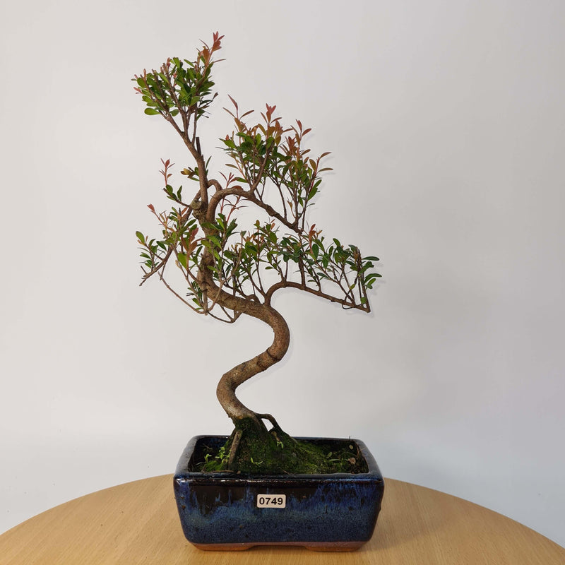 Brush Cherry (Syzygium) Bonsai Tree | Shaped | In 15cm Pot