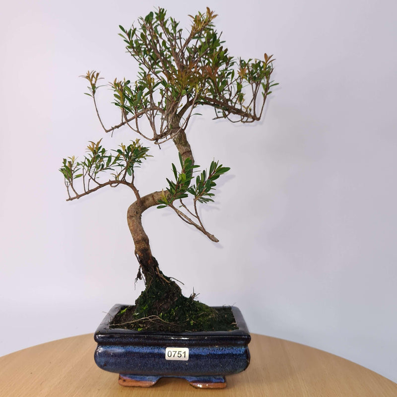 Brush Cherry (Syzygium) Bonsai Tree | Shaped | In 15cm Pot