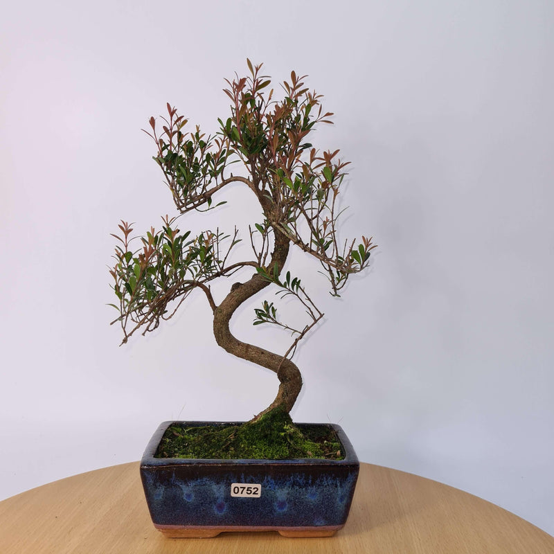 Brush Cherry (Syzygium) Bonsai Tree | Shaped | In 15cm Pot