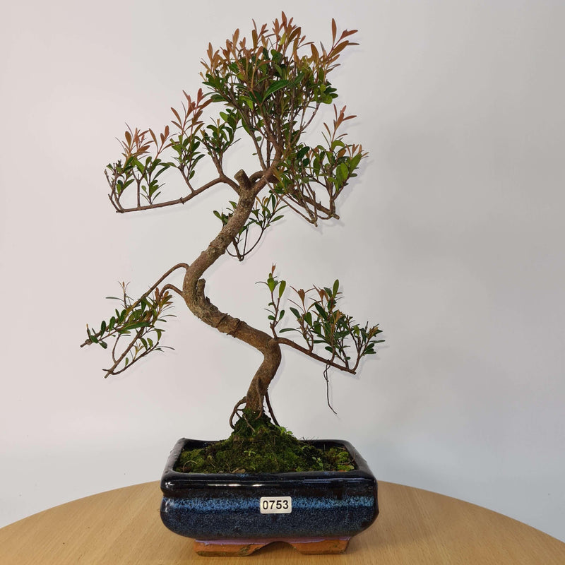 Brush Cherry (Syzygium) Bonsai Tree | Shaped | In 15cm Pot