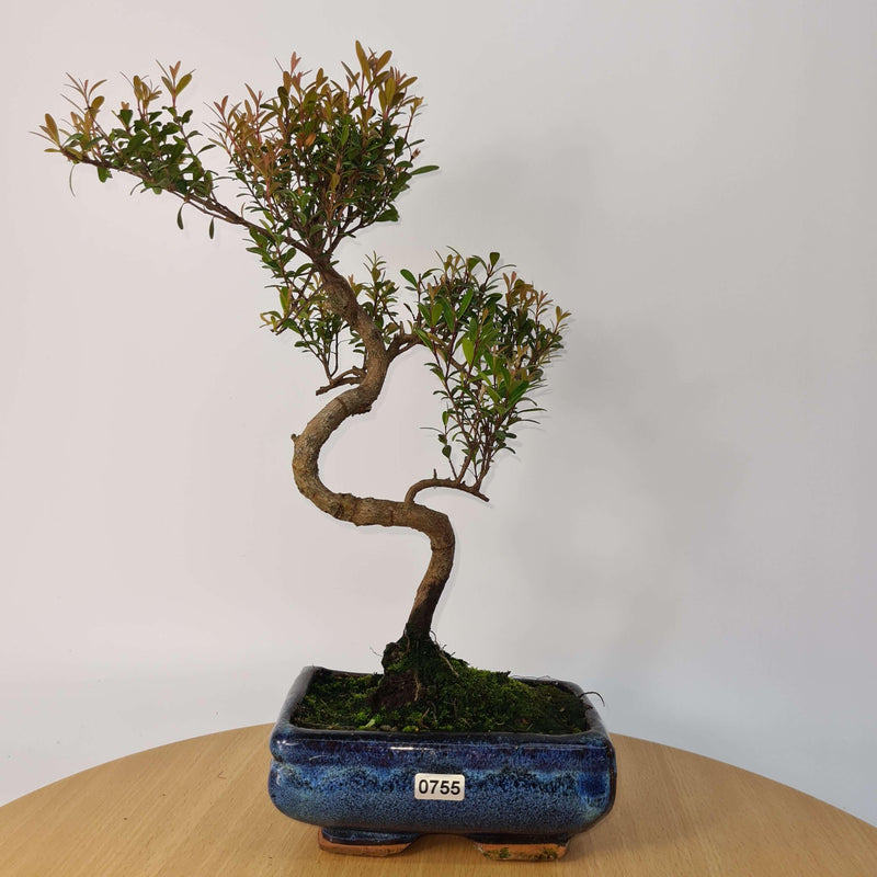 Brush Cherry (Syzygium) Bonsai Tree | Shaped | In 15cm Pot