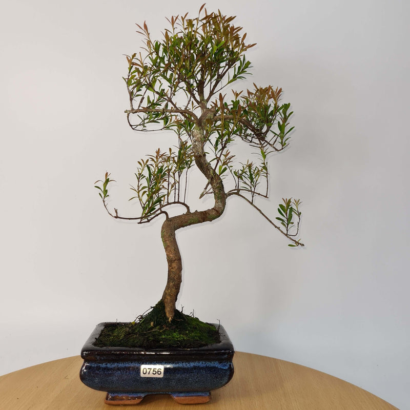 Brush Cherry (Syzygium) Bonsai Tree | Shaped | In 15cm Pot