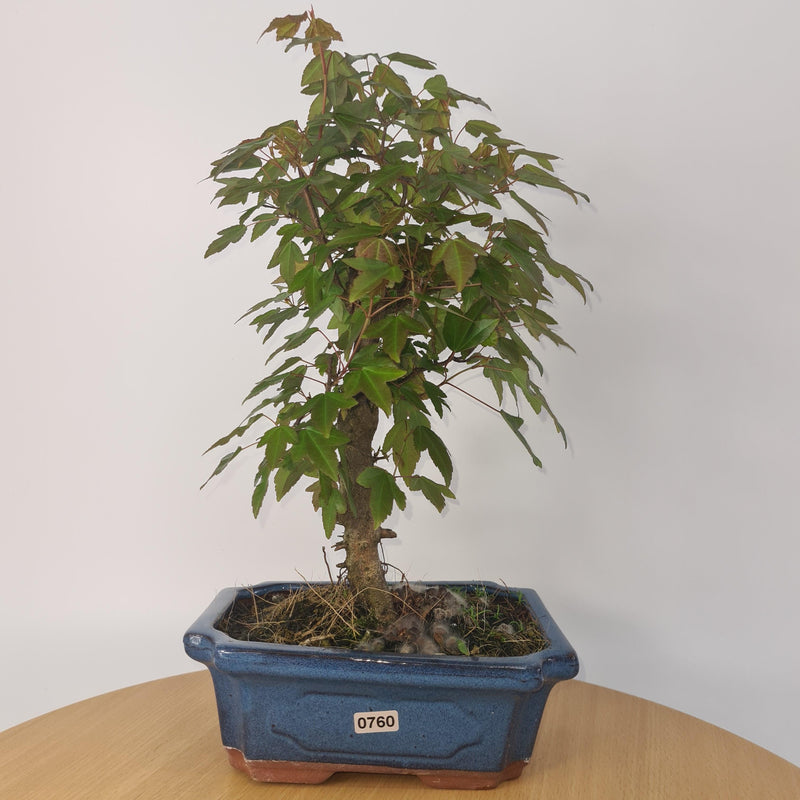 Trident Maple (Acer Buergerianum) Bonsai Tree | Informal Style | Height 35-40cm | In 20cm Pot