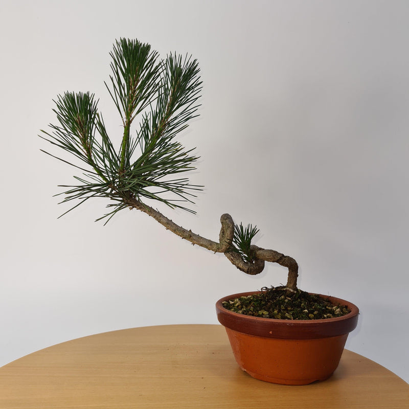 Japanese Black Pine (Pinus Thunbergii) Bonsai Tree | Shaped | Height 35cm | In 16cm Pot