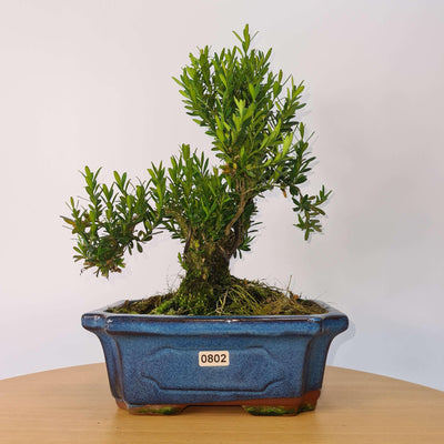 Boxwood (Buxus Harlandii) Bonsai Tree | Shaped | Height 30-35cm | In 20cm Pot