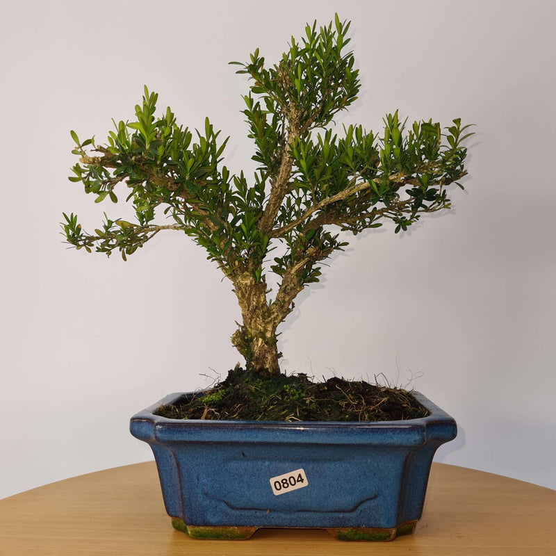 Boxwood (Buxus Harlandii) Bonsai Tree | Shaped | Height 30-35cm | In 20cm Pot