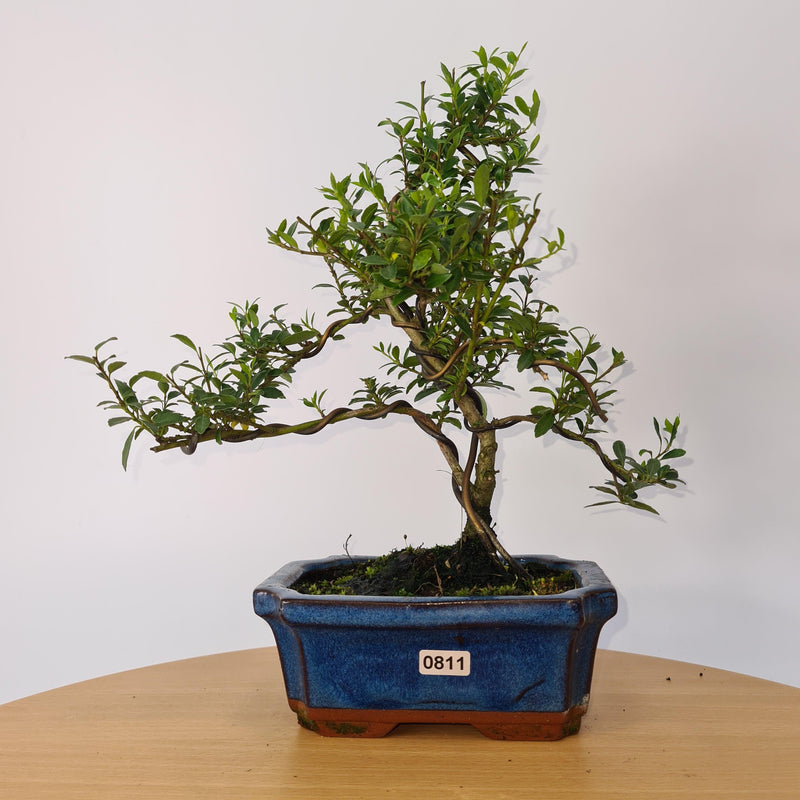 Japanese Holly (Ilex Crenata) Bonsai Tree | Shaped | In 15cm Pot