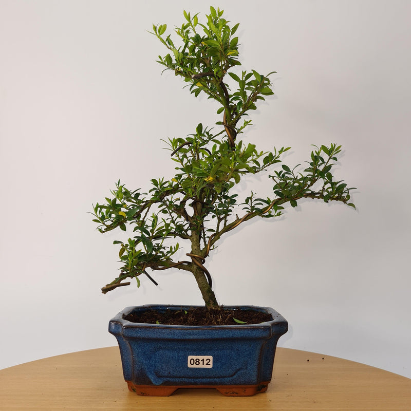 Japanese Holly (Ilex Crenata) Bonsai Tree | Shaped | In 15cm Pot