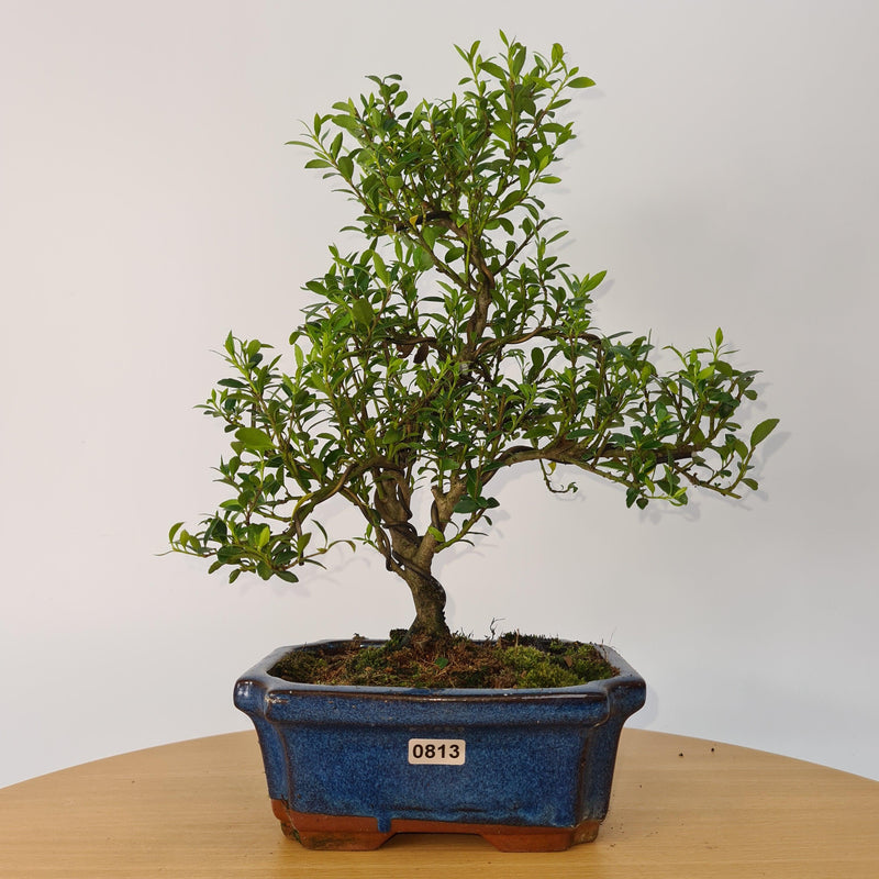 Japanese Holly (Ilex Crenata) Bonsai Tree | Shaped | In 15cm Pot