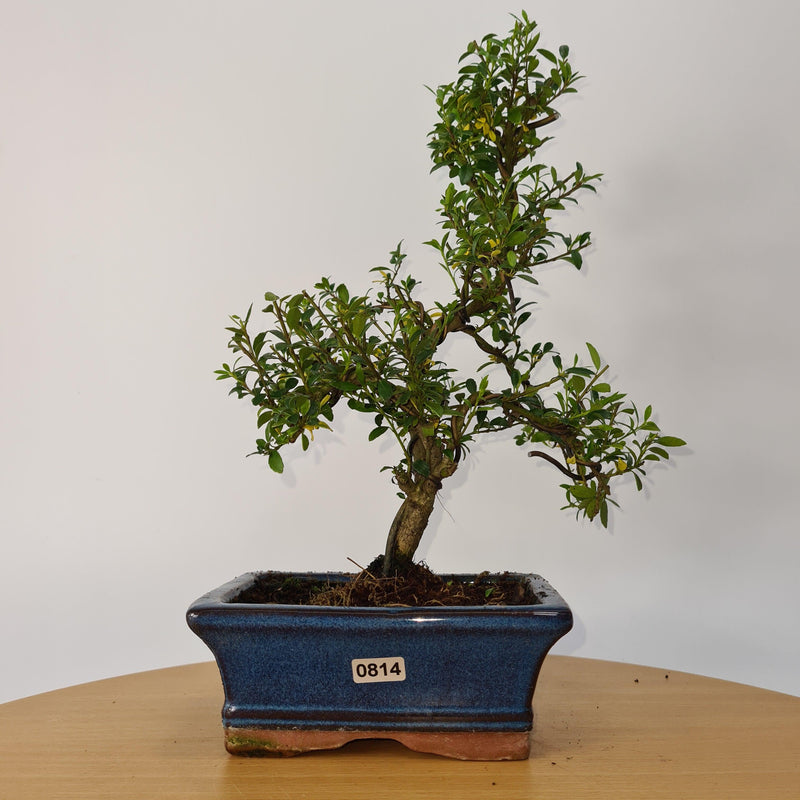 Japanese Holly (Ilex Crenata) Bonsai Tree | Shaped | In 15cm Pot