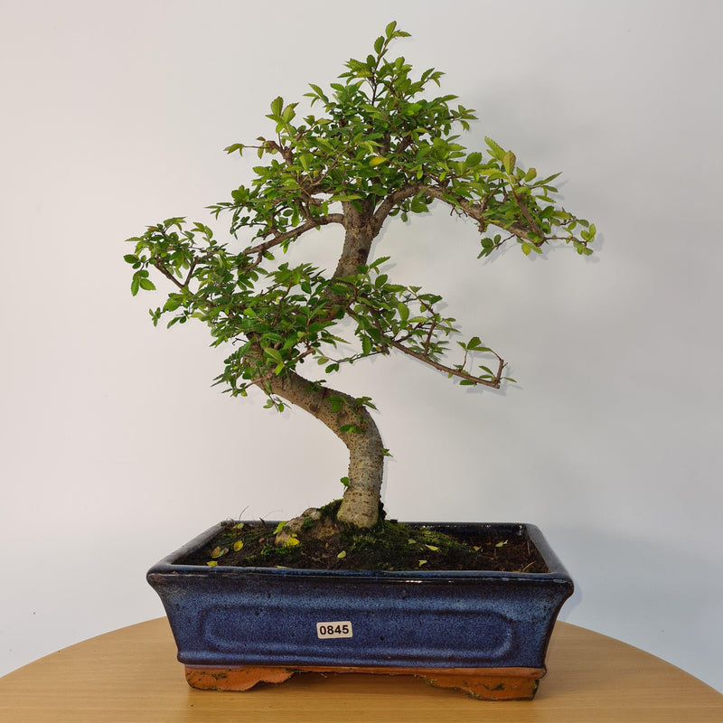 Chinese Elm (Ulmus Parvifolia) Bonsai Tree | Shaped | In 25cm Pot