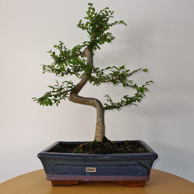 Chinese Elm (Ulmus Parvifolia) Bonsai Tree | Shaped | In 25cm Pot