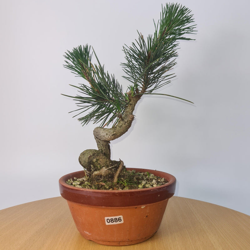 Japanese Black Pine (Pinus Thunbergii) Bonsai Tree | Shaped | Height 35cm | In 16cm Pot