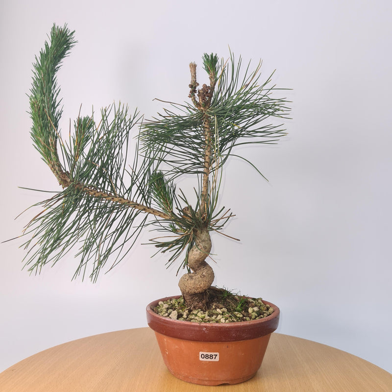 Japanese Black Pine (Pinus Thunbergii) Bonsai Tree | Shaped | Height 35cm | In 16cm Pot