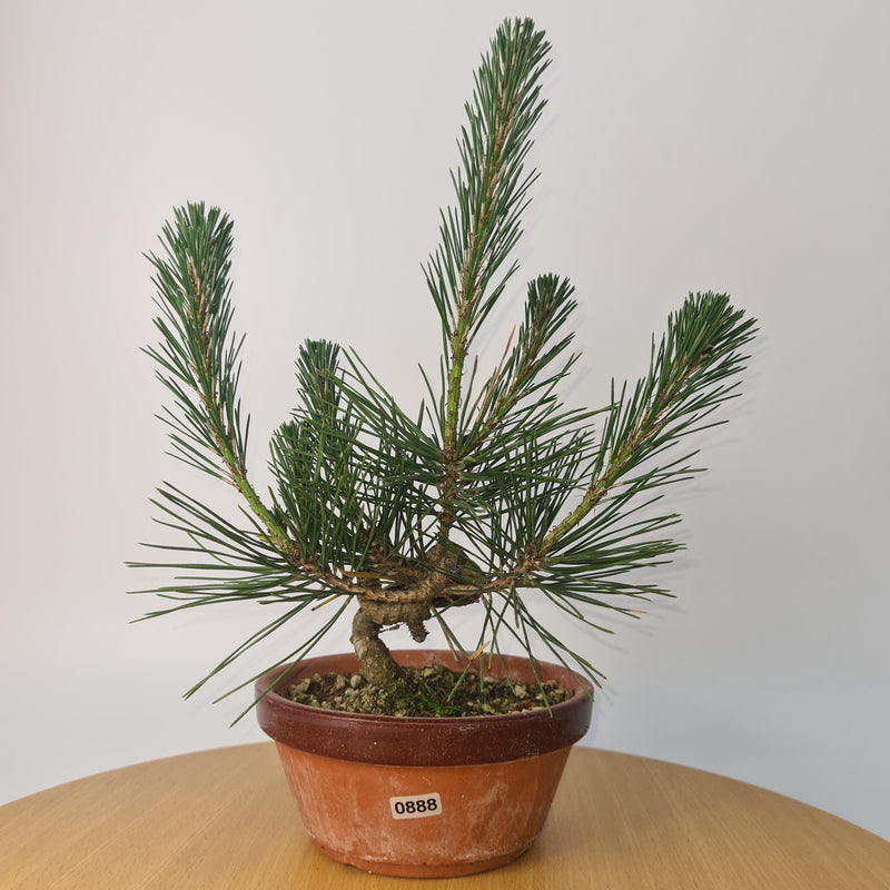 Japanese Black Pine (Pinus Thunbergii) Bonsai Tree | Shaped | Height 35cm | In 16cm Pot