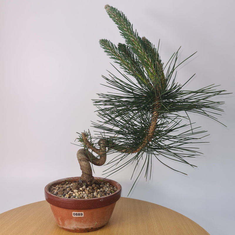 Japanese Black Pine (Pinus Thunbergii) Bonsai Tree | Shaped | Height 35cm | In 16cm Pot