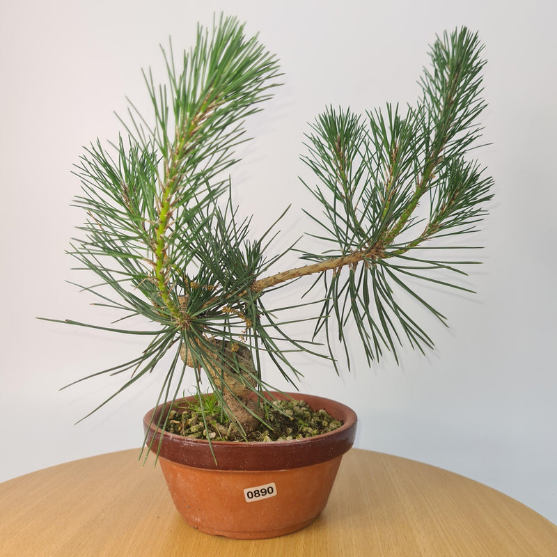 Japanese Black Pine (Pinus Thunbergii) Bonsai Tree | Shaped | Height 35cm | In 16cm Pot