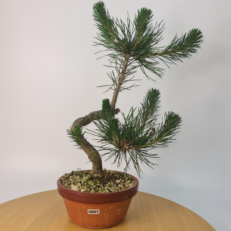 Japanese Black Pine (Pinus Thunbergii) Bonsai Tree | Shaped | Height 35cm | In 16cm Pot