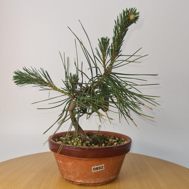 Japanese Black Pine (Pinus Thunbergii) Bonsai Tree | Shaped | Height 35cm | In 16cm Pot