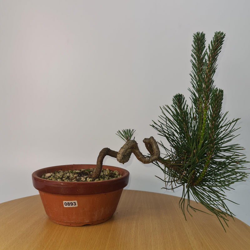 Japanese Black Pine (Pinus Thunbergii) Bonsai Tree | Shaped | Height 35cm | In 16cm Pot