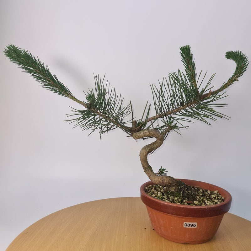 Japanese Black Pine (Pinus Thunbergii) Bonsai Tree | Shaped | Height 35cm | In 16cm Pot