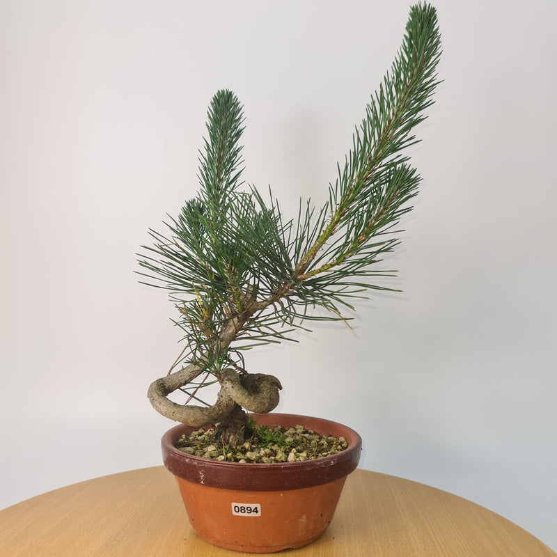 Japanese Black Pine (Pinus Thunbergii) Bonsai Tree | Shaped | Height 35cm | In 16cm Pot
