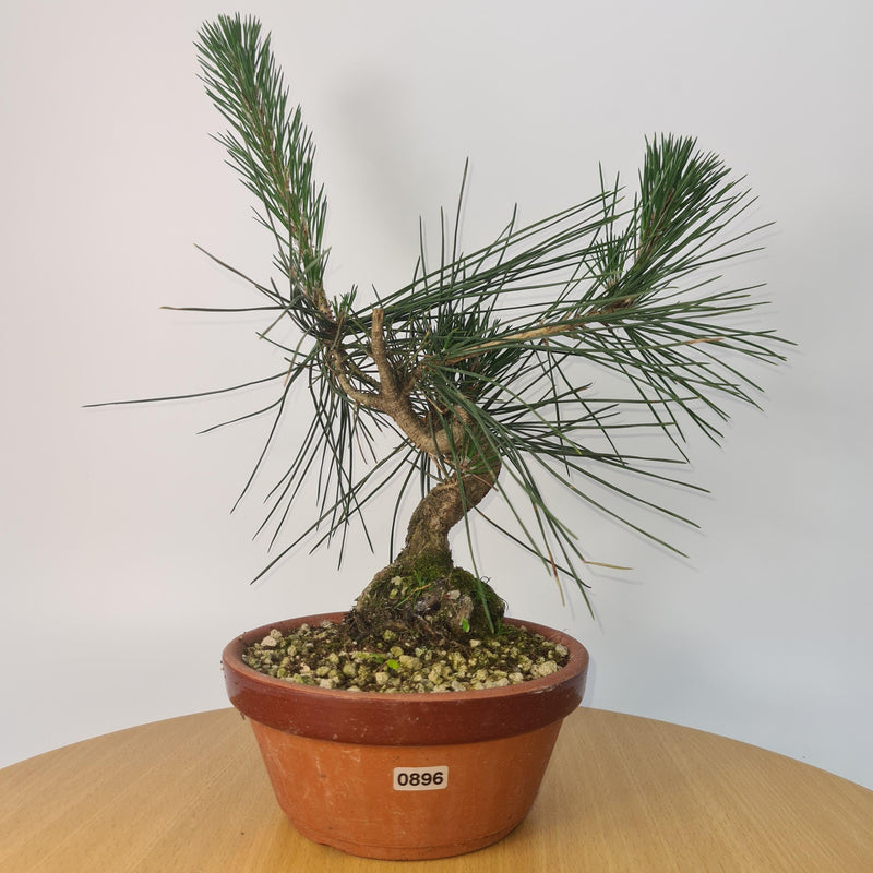 Japanese Black Pine (Pinus Thunbergii) Bonsai Tree | Shaped | Height 35cm | In 16cm Pot