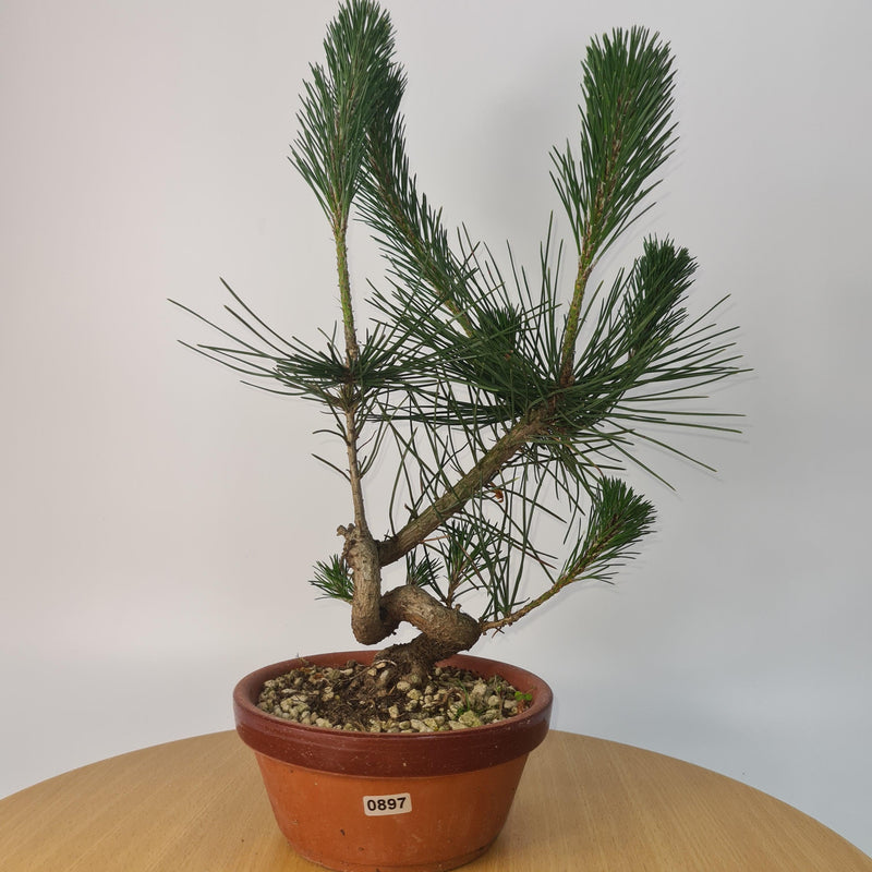 Japanese Black Pine (Pinus Thunbergii) Bonsai Tree | Shaped | Height 35cm | In 16cm Pot