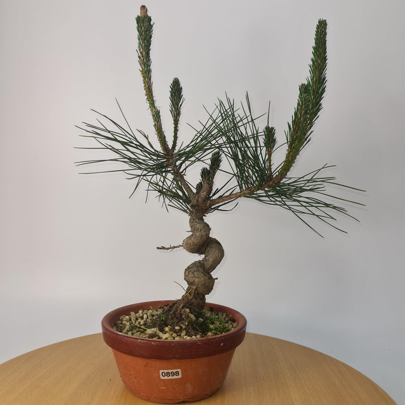 Japanese Black Pine (Pinus Thunbergii) Bonsai Tree | Shaped | Height 35cm | In 16cm Pot