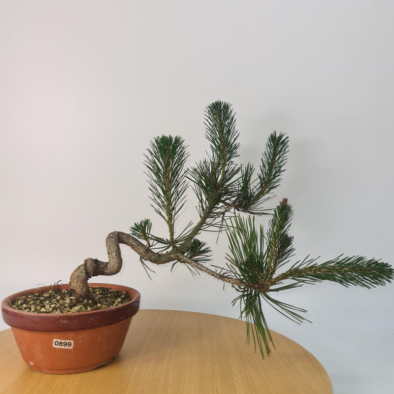 Japanese Black Pine (Pinus Thunbergii) Bonsai Tree | Shaped | Height 35cm | In 16cm Pot