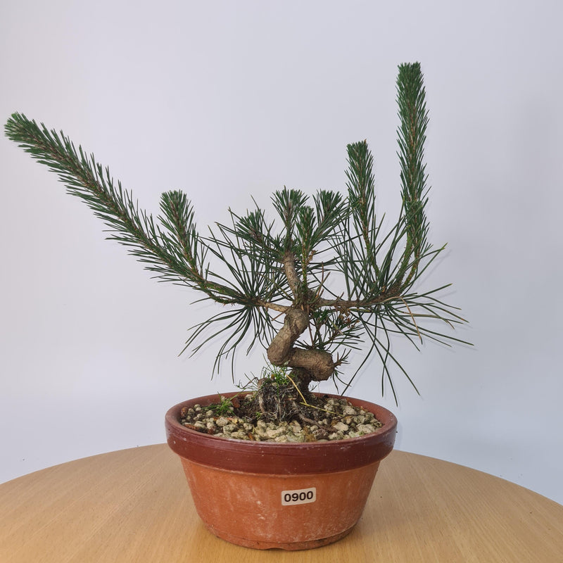 Japanese Black Pine (Pinus Thunbergii) Bonsai Tree | Shaped | Height 35cm | In 16cm Pot