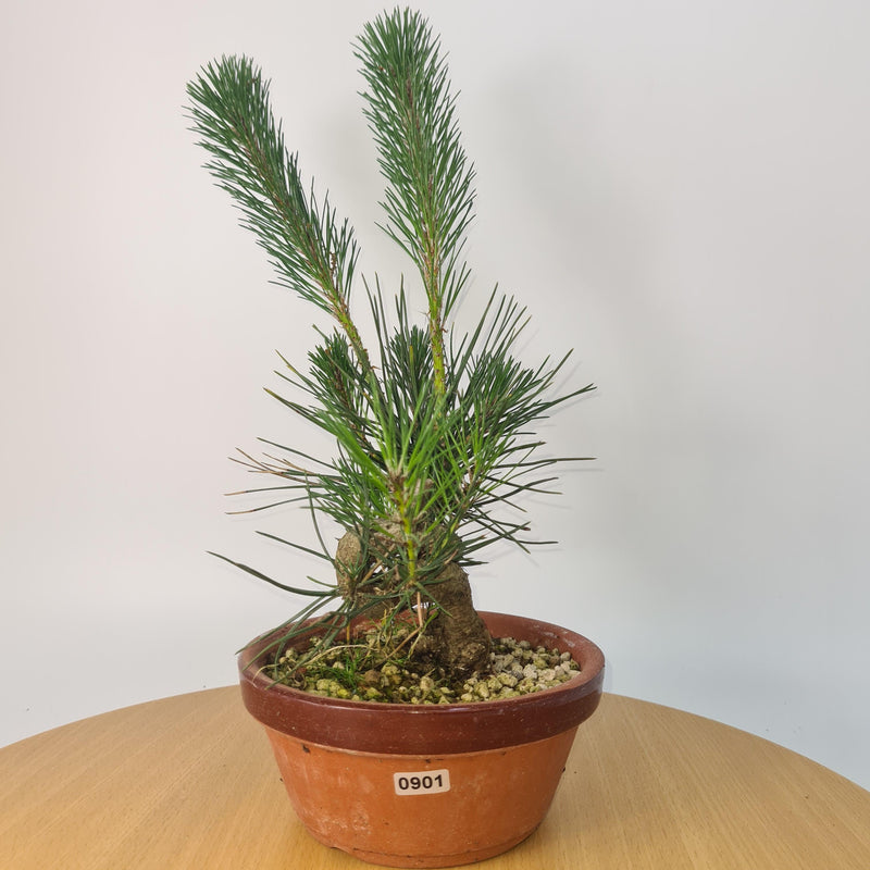 Japanese Black Pine (Pinus Thunbergii) Bonsai Tree | Shaped | Height 35cm | In 16cm Pot
