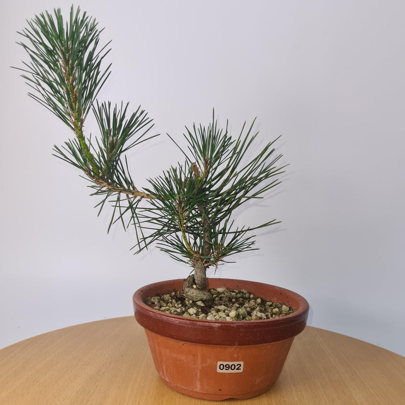 Japanese Black Pine (Pinus Thunbergii) Bonsai Tree | Shaped | Height 35cm | In 16cm Pot