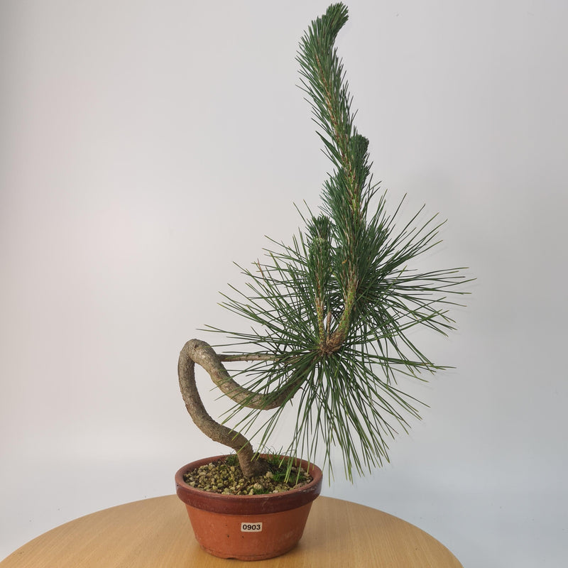 Japanese Black Pine (Pinus Thunbergii) Bonsai Tree | Shaped | Height 35cm | In 16cm Pot