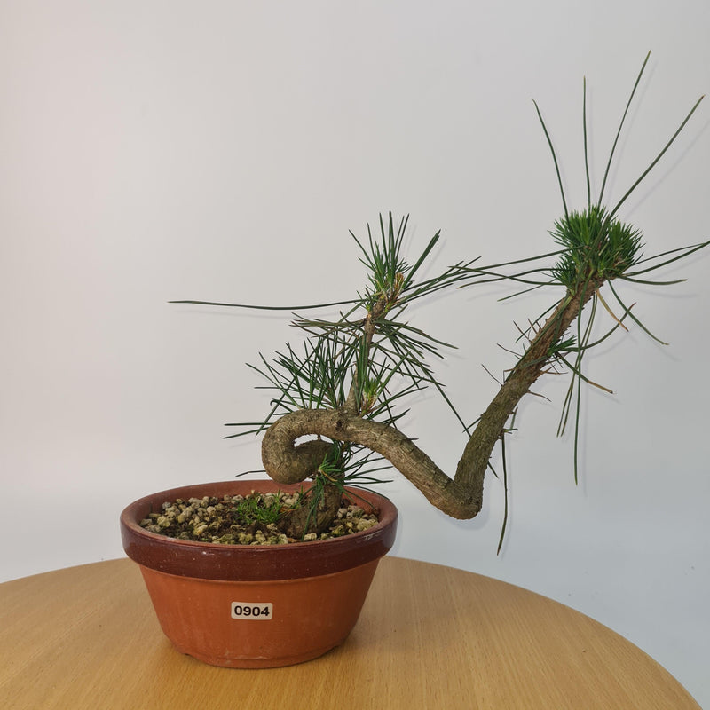Japanese Black Pine (Pinus Thunbergii) Bonsai Tree | Shaped | Height 35cm | In 16cm Pot