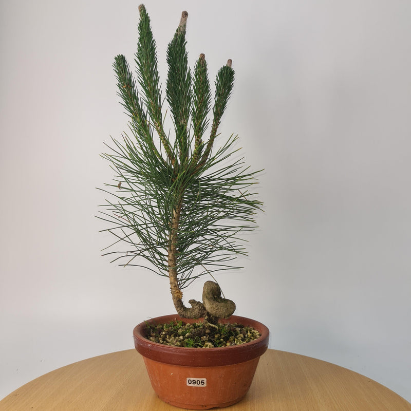 Japanese Black Pine (Pinus Thunbergii) Bonsai Tree | Shaped | Height 35cm | In 16cm Pot