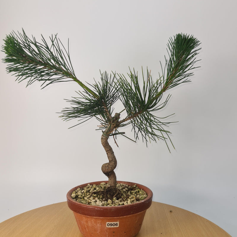 Japanese Black Pine (Pinus Thunbergii) Bonsai Tree | Shaped | Height 35cm | In 16cm Pot