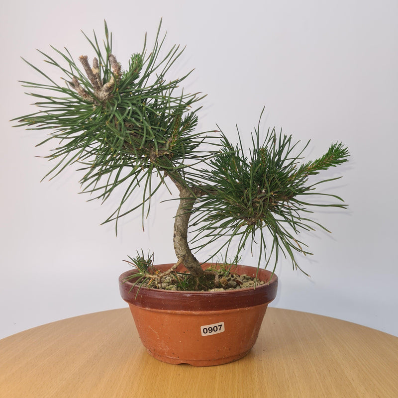 Japanese Black Pine (Pinus Thunbergii) Bonsai Tree | Shaped | Height 35cm | In 16cm Pot