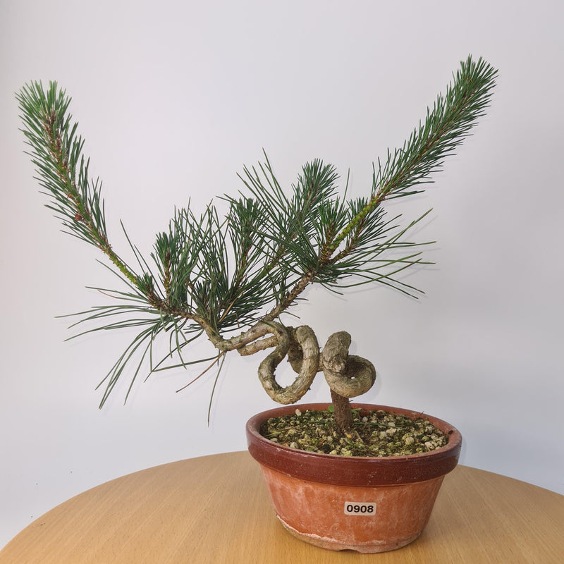 Japanese Black Pine (Pinus Thunbergii) Bonsai Tree | Shaped | Height 35cm | In 16cm Pot