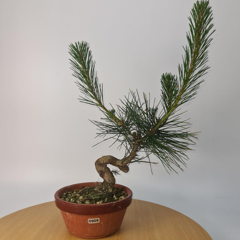 Japanese Black Pine (Pinus Thunbergii) Bonsai Tree | Shaped | Height 35cm | In 16cm Pot