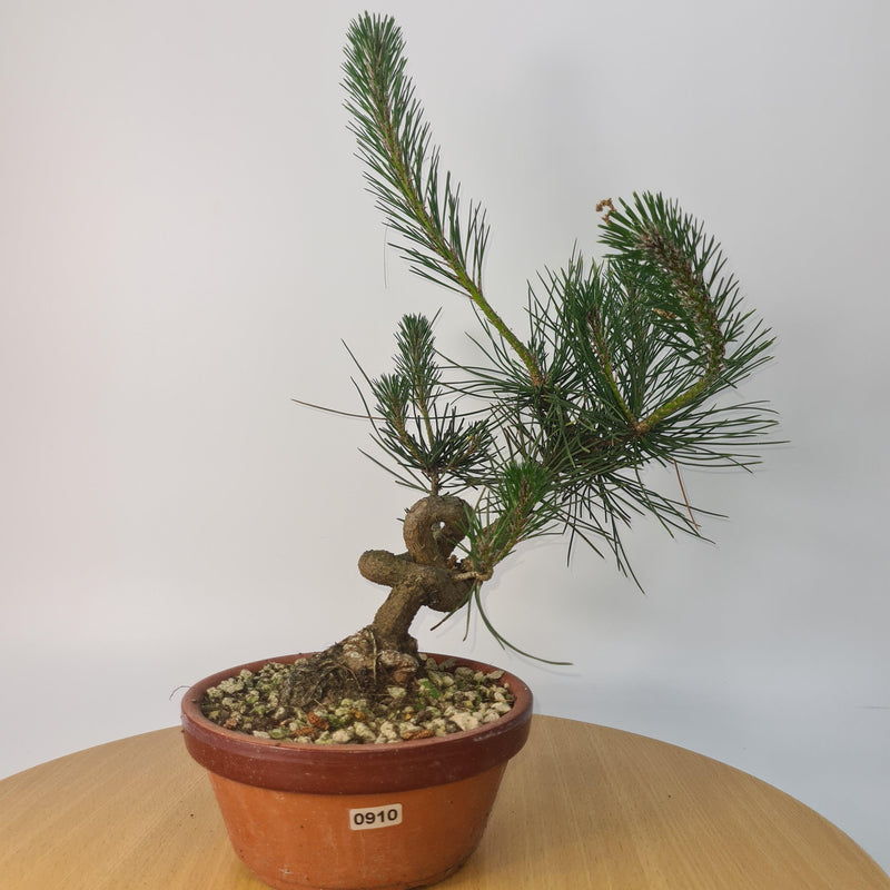 Japanese Black Pine (Pinus Thunbergii) Bonsai Tree | Shaped | Height 35cm | In 16cm Pot